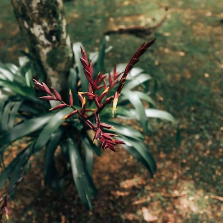 Отель Terra Verde Maua Висконди-ди-Мауа Экстерьер фото
